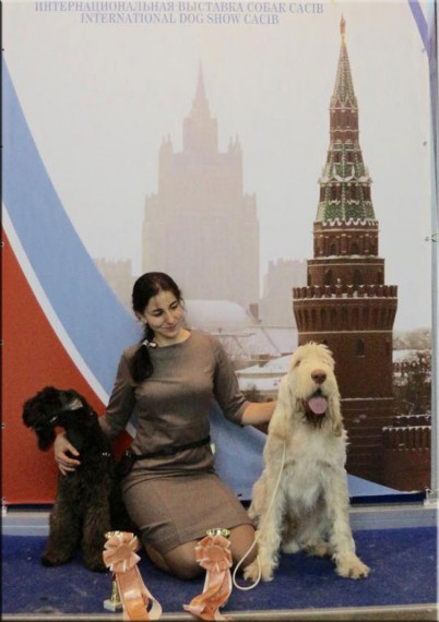 Kerry Blue Terrier. La Cadiera Fenomeno Azul. Very Promissing Puppy -  Best Puppy..  Kerry Blue Terrier. La Cadiera Fenomeno Azul. Very Promissing Puppy -  Best Puppy..