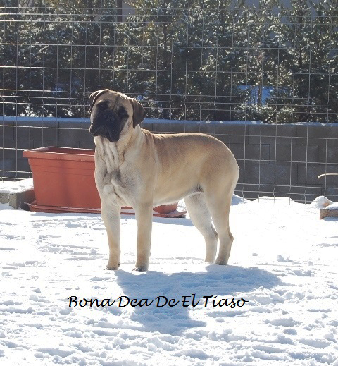 Bullmastiff. Bona Dea De El Tiaso.
