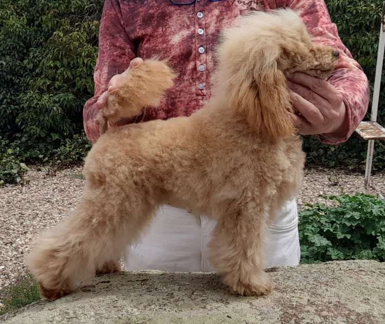 Caniche. La Cadiera Eternity. Caniche. La Cadiera Eternity.