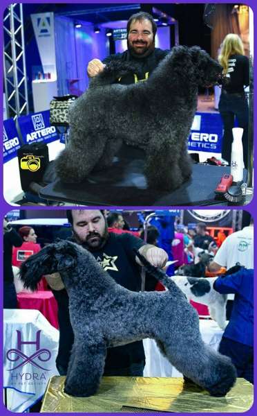 Kerry Blue Terrier. Trabajo con Anita en el Gran Slam de Artero en Barcelona 2017.