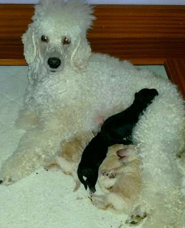 Camada 3L. Con 4 días.