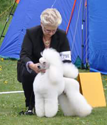 Caniche. Bar King´s Fair Isle Rob Roy.