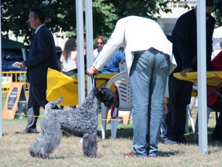 Kerry Blue Terrier.  Ch. La Cadiera Felicity. Exc. 1º CAC CACIB BOS.