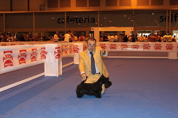 Exposición Internacional de Madrid Scottish Terrier.