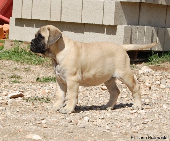 Bullmastiff. Bona Dea De El Tiaso.