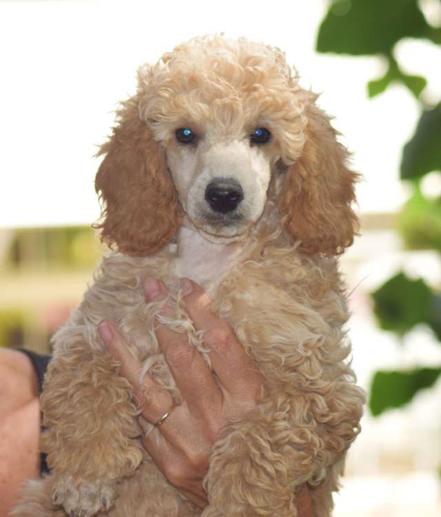 Caniche. Camada 3O. La Cadiera Oh Sole Mio. 2 meses.