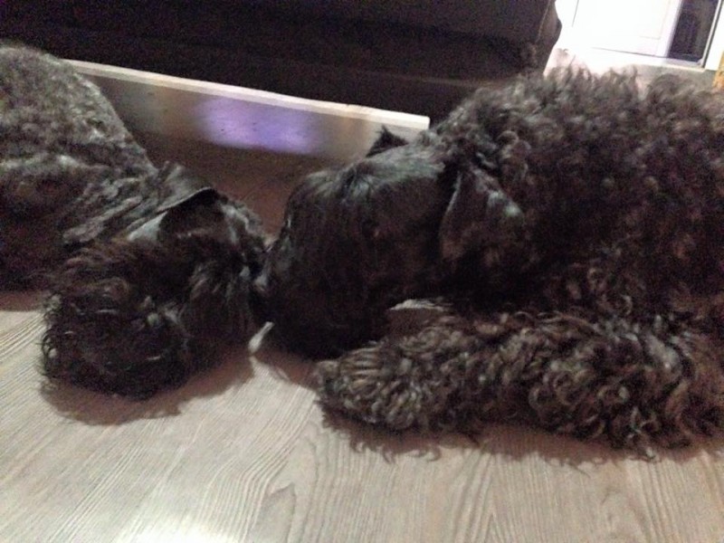 Kerry Blue Terrier. Zafi y Ziza