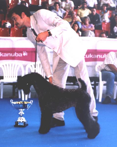 Kerry Blue Terrier.  Ch. Tramontana de La Cadiera at Blaunit. Kerry Blue Terrier.  Ch. Tramontana de La Cadiera at Blaunit.