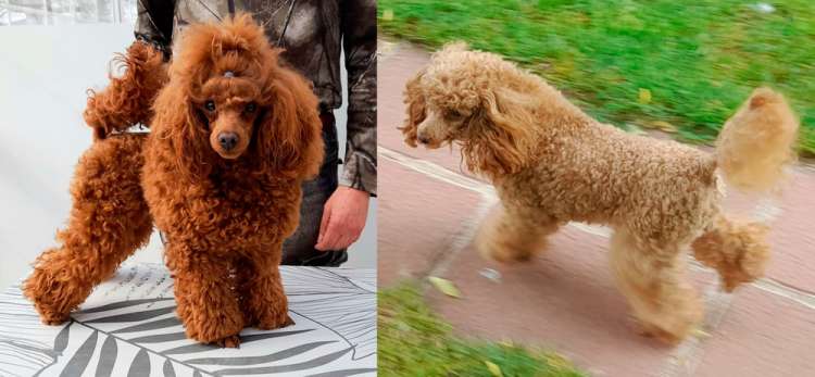 Caniche. Camada 2608.