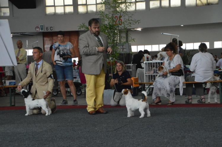 Jack Russell Terrier.