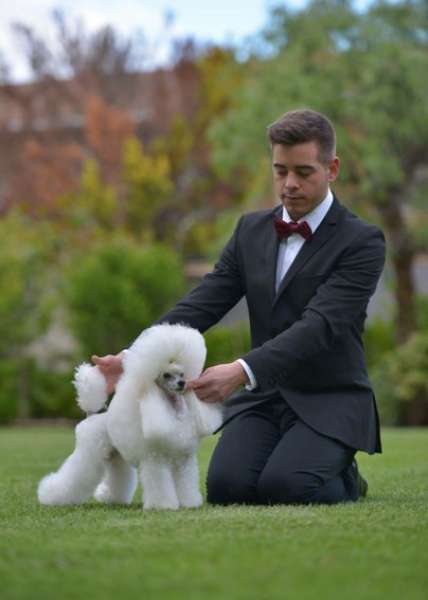 Caniche. Camada 3J Caniche Enano. Sugarcotton de Ca la Ruth.