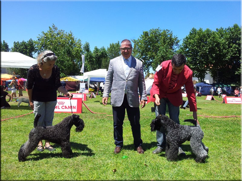 Kerry Blue Terrier. Ch. La Cadiera Estela Plateada. Jr.Ch. & Ch. Portugal. Kerry Blue Terrier. Ch. La Cadiera Estela Plateada. Jr.Ch. & Ch. Portugal.
