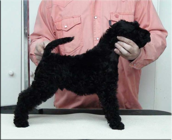 Kerry Blue Terrier. Wyatt Earp de La Cadiera. 