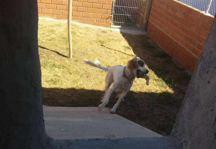 Jara en su parque Platinum de la Residencia Canina La Cadiera en Avila