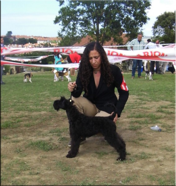 Kerry Blue Terrier. La Cadiera Felicity.