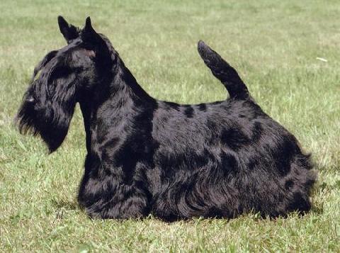 Scottish Terrier. Raglan Royal Prospect. Scottish Terrier. Raglan Royal Prospect.