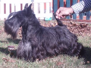 Scottish Terrier.  Ch. Dundee Boogie Woogie.