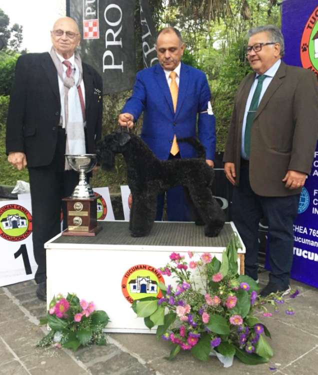 La Cadiera Mamma M?a. Kerry Blue Terrier. Jr. Ch. La Cadiera Mamma Mia.