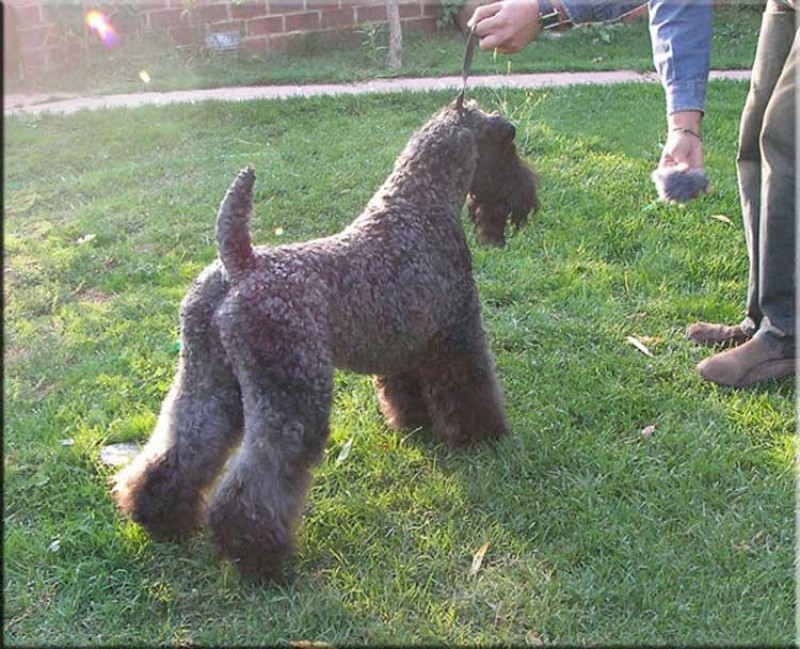 Kerry Blue Terrier.