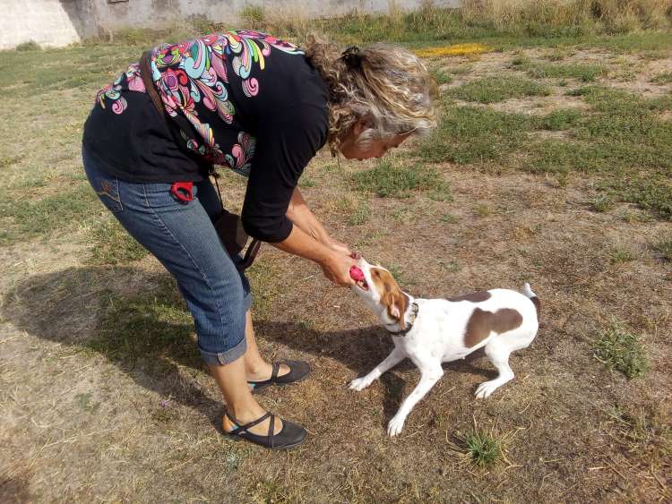 Dana de paseo jugando con Maribel en la Residencia Canina La Cadiera en Avila