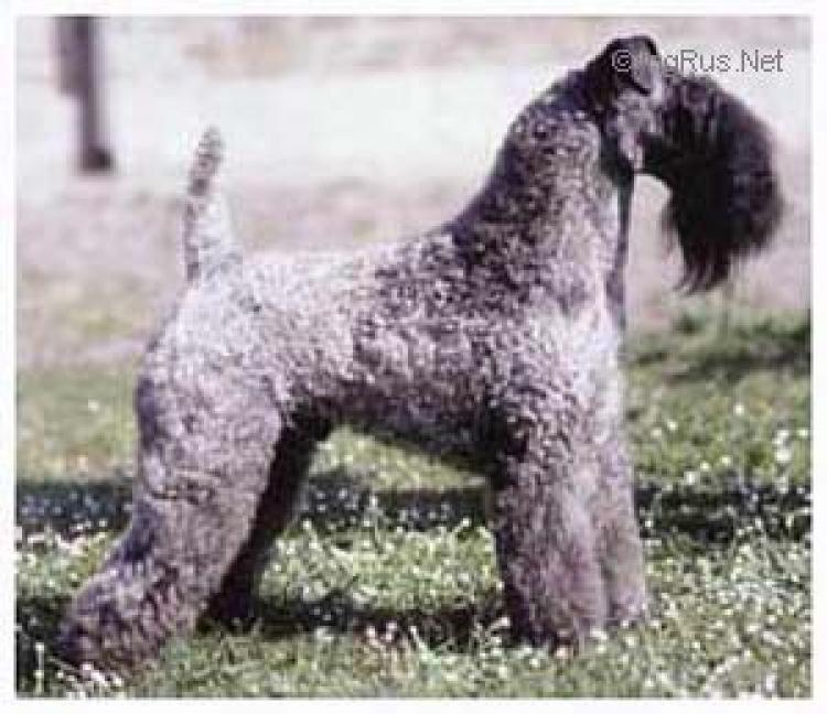 Kerry Blue Terrier. Ch. Balboa el Cid. Kerry Blue Terrier. Ch. Balboa el Cid.