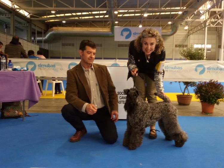 Kerry Blue Terrier.  Ch. La Cadiera Geisha. Exc. 1ª CAC CACIB BOS..