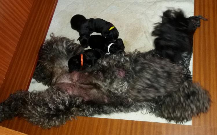 Kerry Blue Terrier. Camada 3i con 4 días.