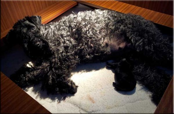 Kerry Blue Terrier. Camada 3B. 