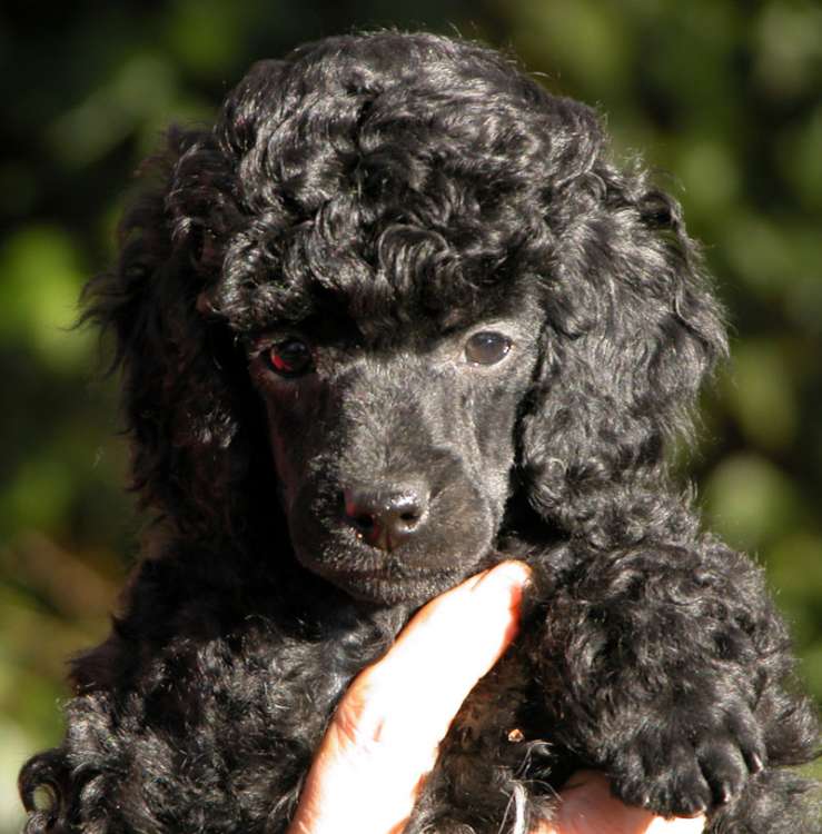 Caniche. Camada 3N. La Cadiera Nicodemo.