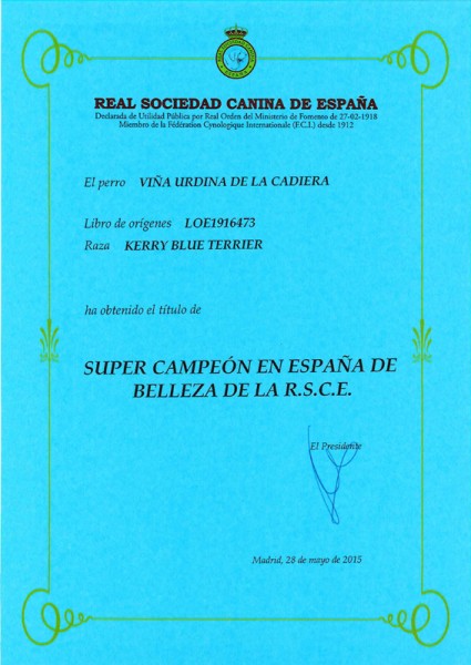 Kerry Blue Terrier. Ch. Viña Urdina de La Cadiera. Titulo Super Campeona de Aia