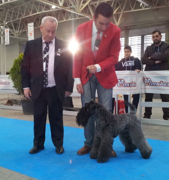 Kerry Blue Terrier. Corben Dallas de La Cadiera. Exc. 1º CAC  BOB.