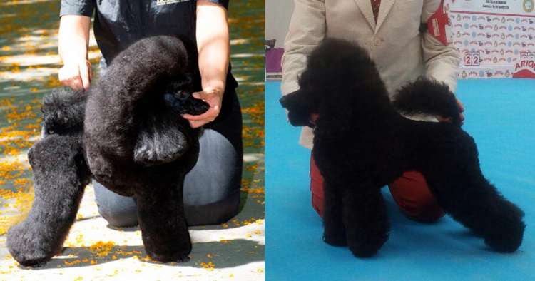 Caniche. Anuncio Proxima Camada 3N.