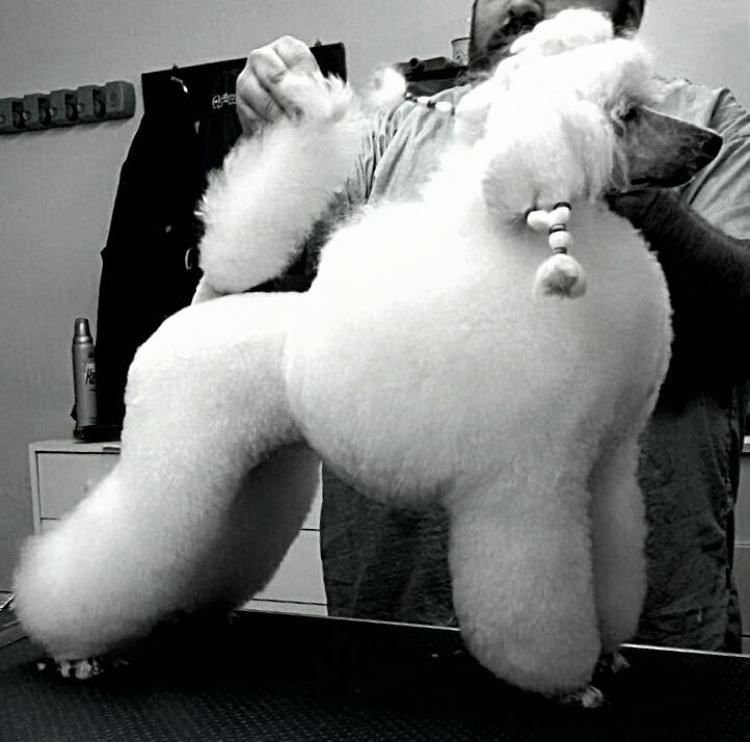 Caniche. Moja Variatsija Uvertura. Caniche. Moja Variatsija Uvertura.