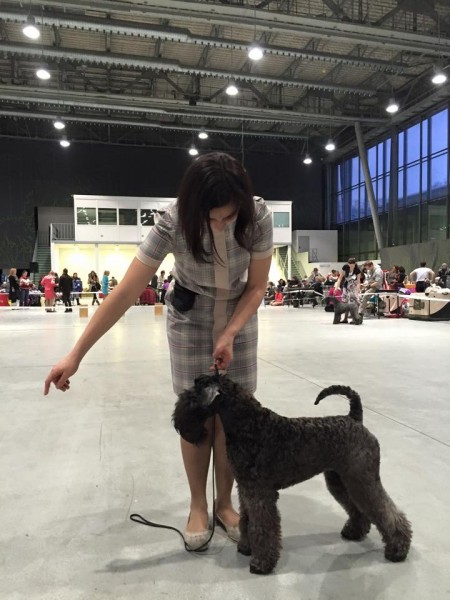 Kerry Blue Terrier. La Cadiera Fenomeno Azul. El Fenomeno terminando sus campeonatos Kerry Blue Terrier. La Cadiera Fenomeno Azul. El Fenomeno terminando sus campeonatos