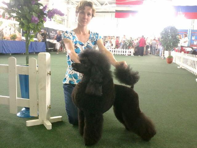 Caniche. Lat Sincerely Jp Summer Breeze.