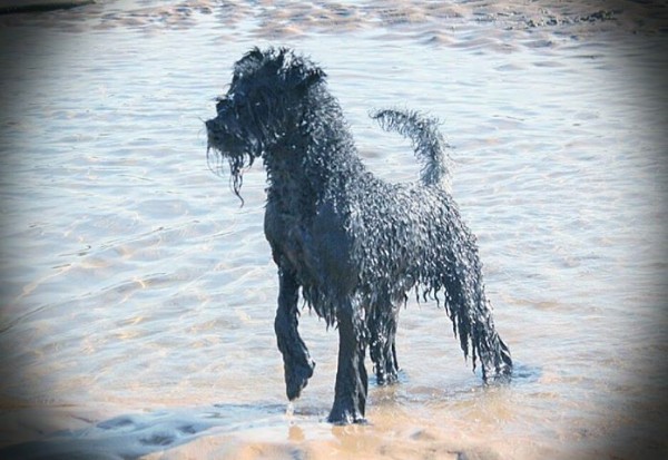 Historia de Super Menta. En el Agua !!!