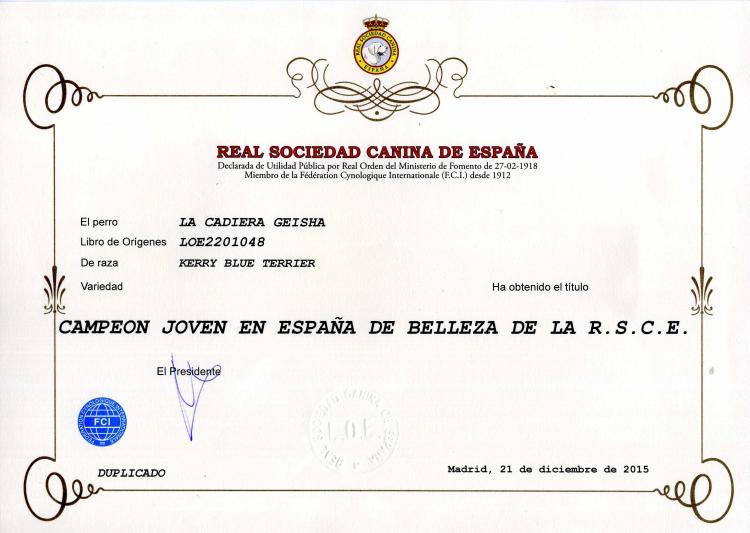 Kerry Blue Terrier. Spain Jr. Ch. La Cadiera Geisha.