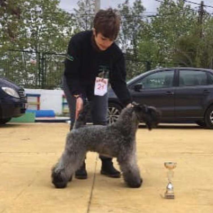 Kerry Blue Terrier. La Cadiera Karen. Kerry Blue Terrier. La Cadiera Karen.