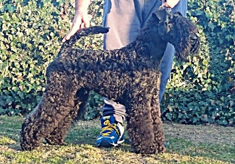 Kerry Blue Terrier. La Cadiera Furia Española (Furio).