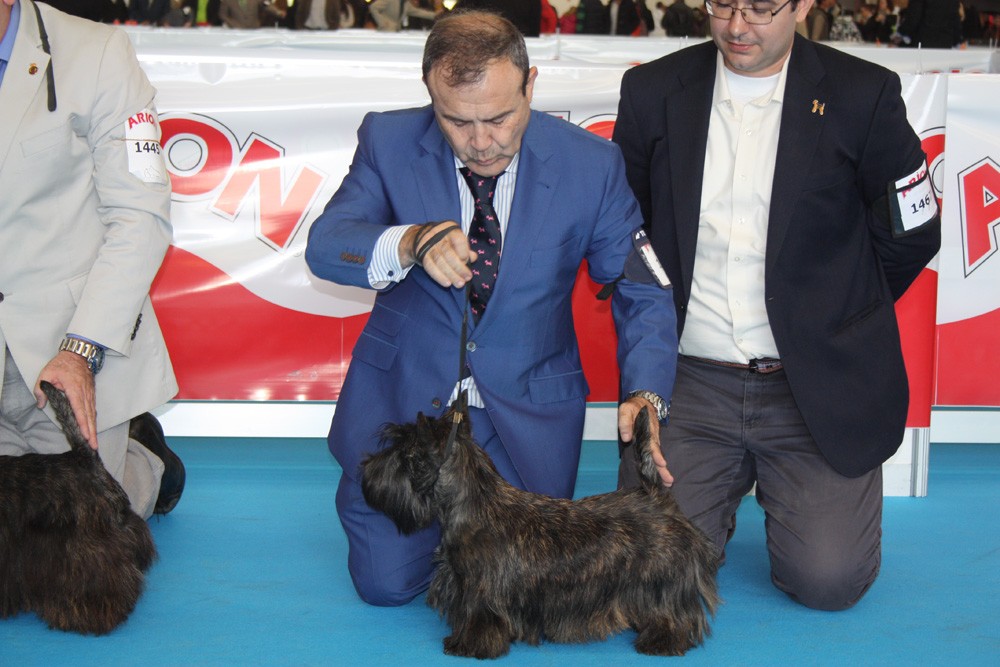 Scottish Terrier.  Ch. MISS MIAMI DE TREYSAS. Scottish Terrier.  Ch. MISS MIAMI DE TREYSAS.