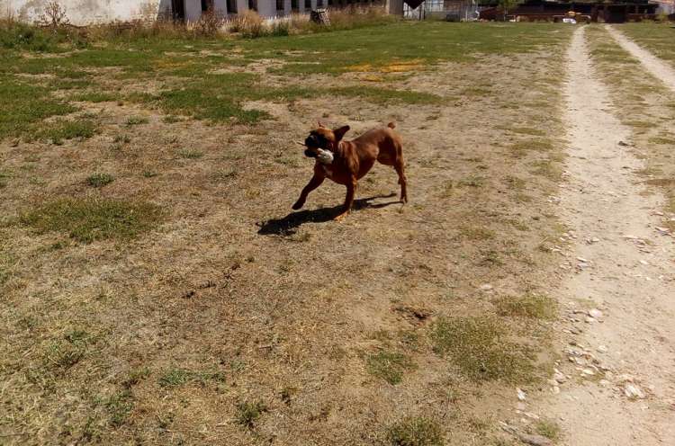 Coco paseando en la Residencia Canina La Cadiera en Avila