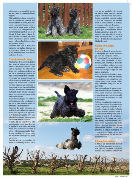 Kerry Blue Terrier.