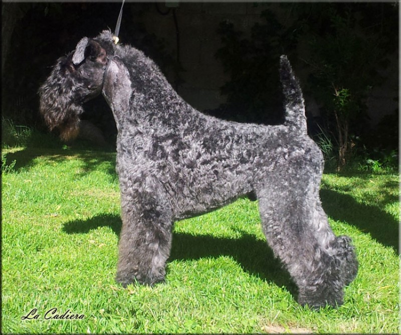 Kerry Blue Terrier.