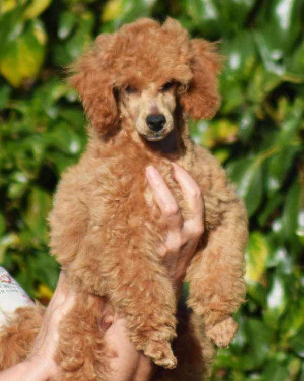 Caniche. Camada 3Q. La Cadiera Quantum.