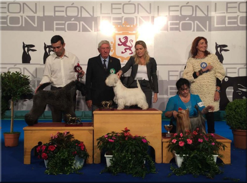 Kerry Blue Terrier. Ch. La Cadiera Estela Plateada.