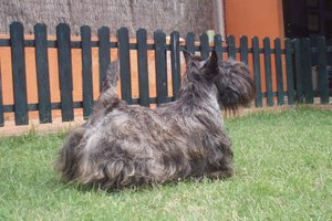Scottish Terrier. Marilyn De Treysas.