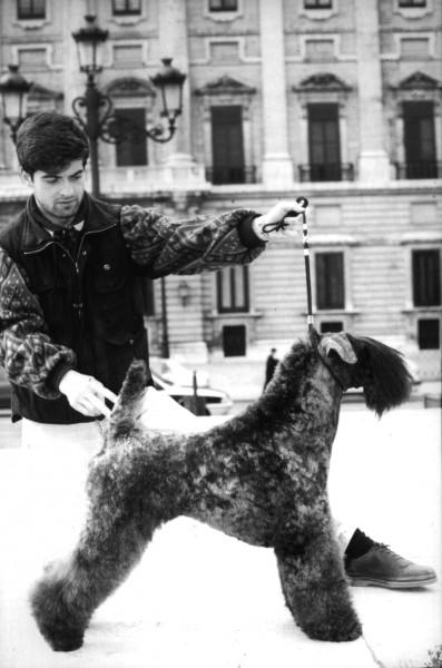 Kerry Blue Terrier.  Ch. Master Rathlin Van Daelenbroek. Kerry Blue Terrier.  Ch. Master Rathlin Van Daelenbroek.