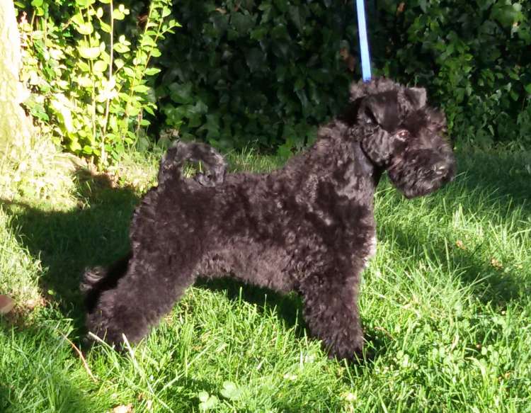 Kerry Blue Terrier. La Cadiera Imperator. Posando en el jardín