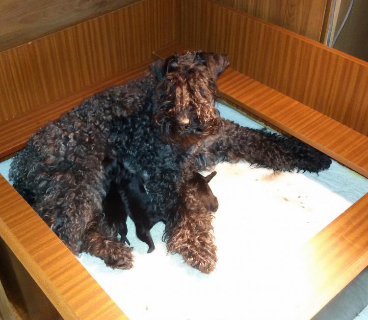 Kerry Blue Terrier. Camada 3H recién nacida.
