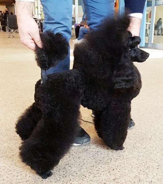 Caniche.  Ch. Flawless Collection Perfect Storm.